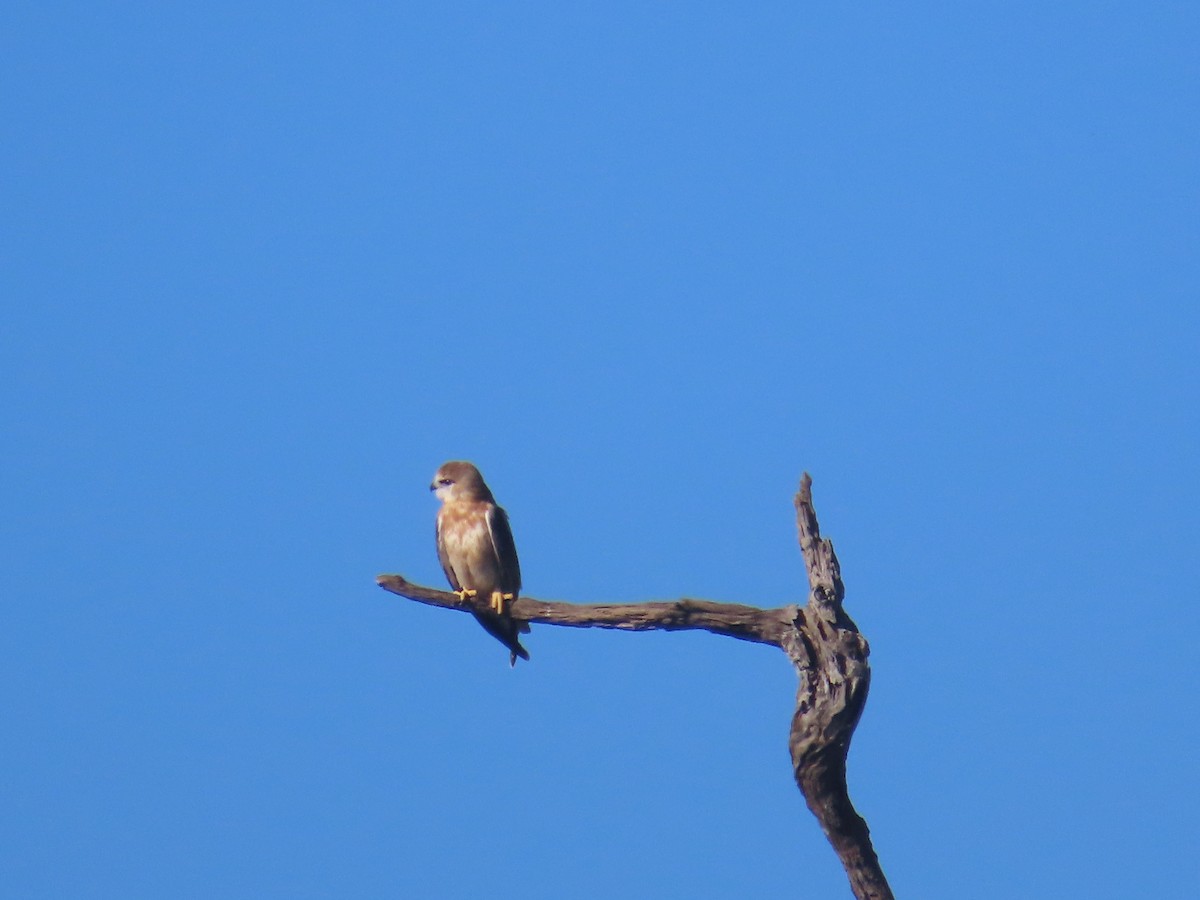 Black-shouldered Kite - ML620477076