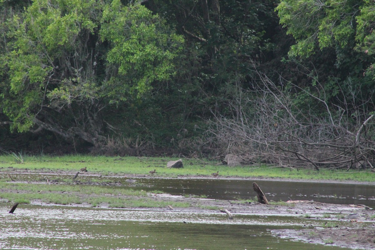 Hawaiian Duck - ML620477078