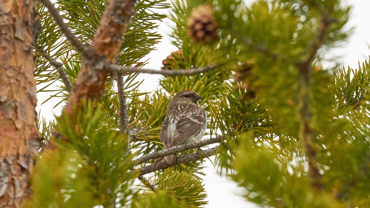 Common Redpoll - ML620477086