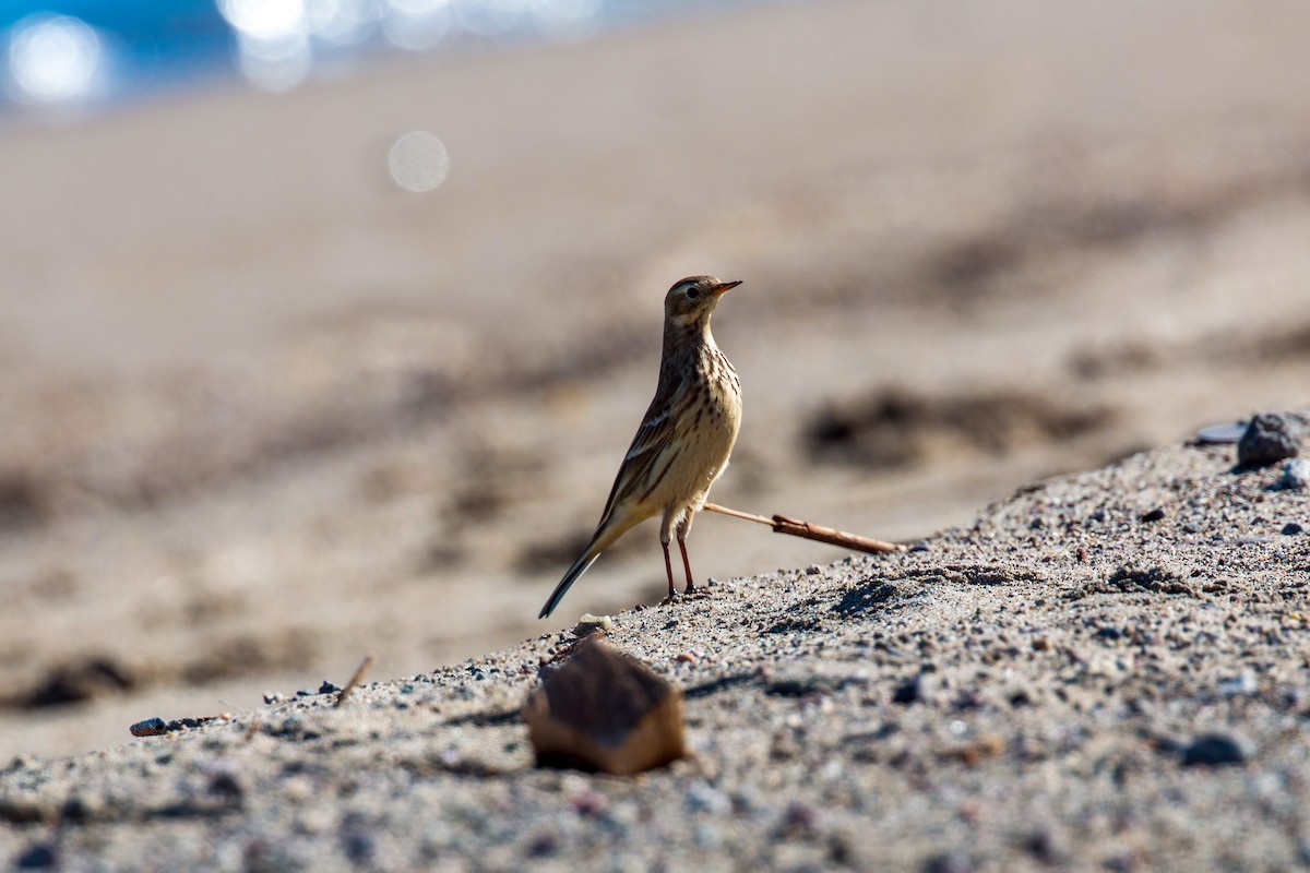 Pipit d'Amérique - ML620477093