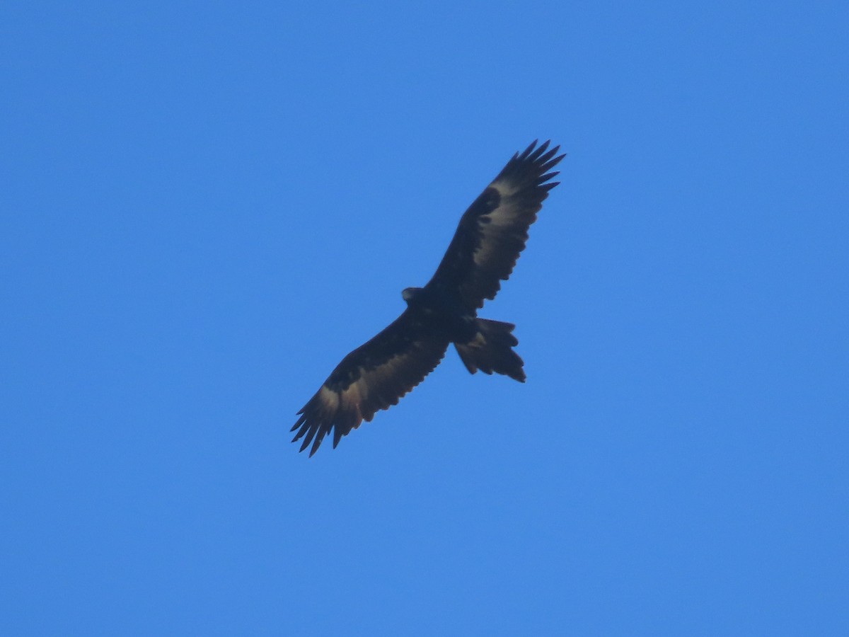 Wedge-tailed Eagle - ML620477096