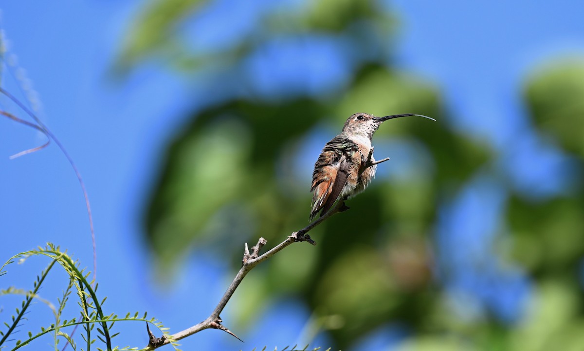 Allen's Hummingbird - ML620477097