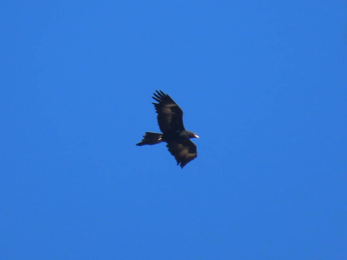 Wedge-tailed Eagle - ML620477099