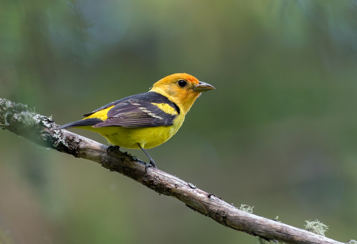 Western Tanager - ML620477100