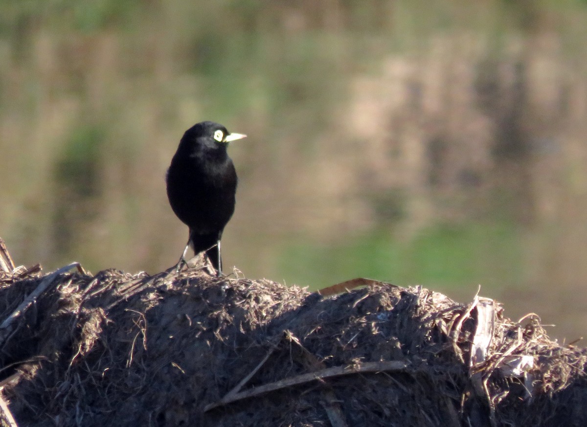 Spectacled Tyrant - ML620477102