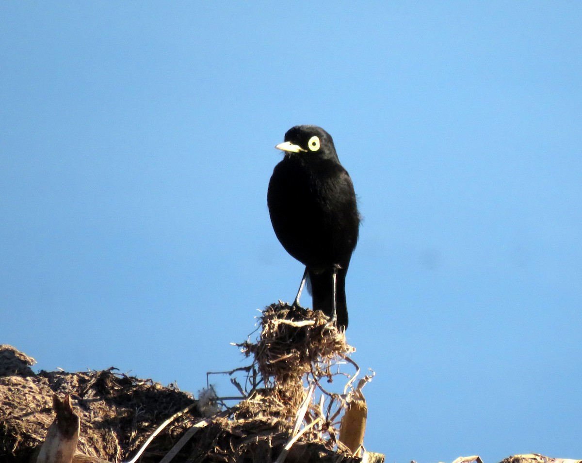 Spectacled Tyrant - ML620477104