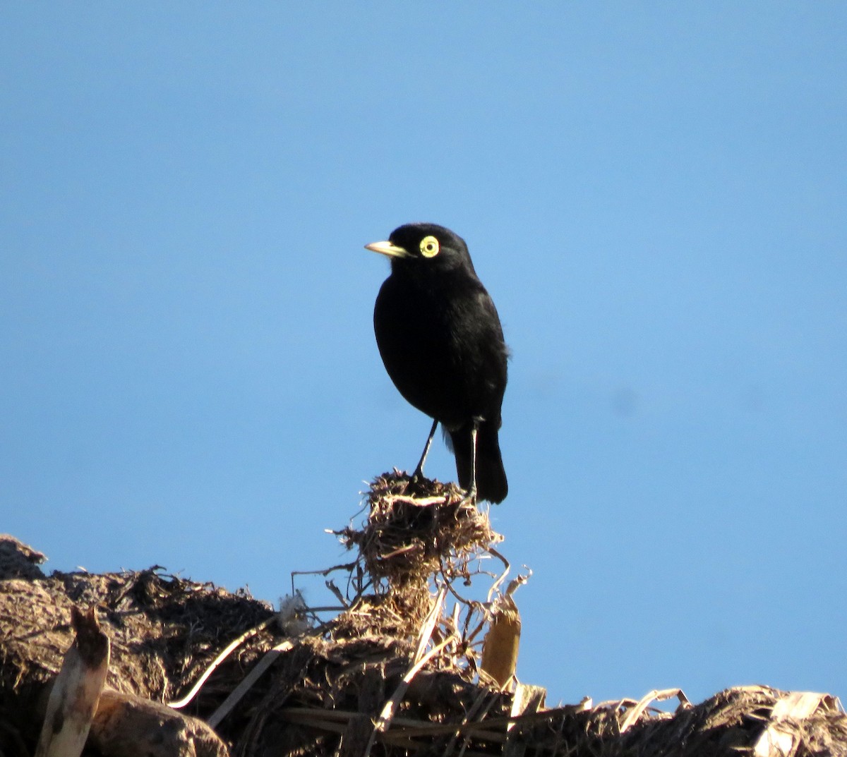 Spectacled Tyrant - ML620477105