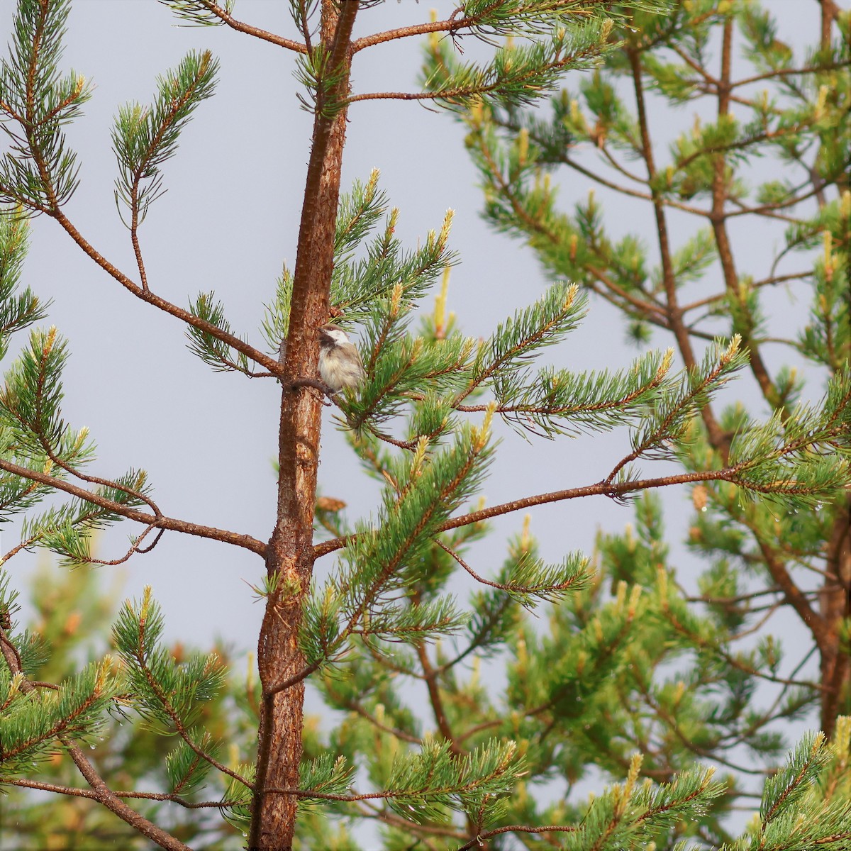 Gray-headed Chickadee - ML620477109