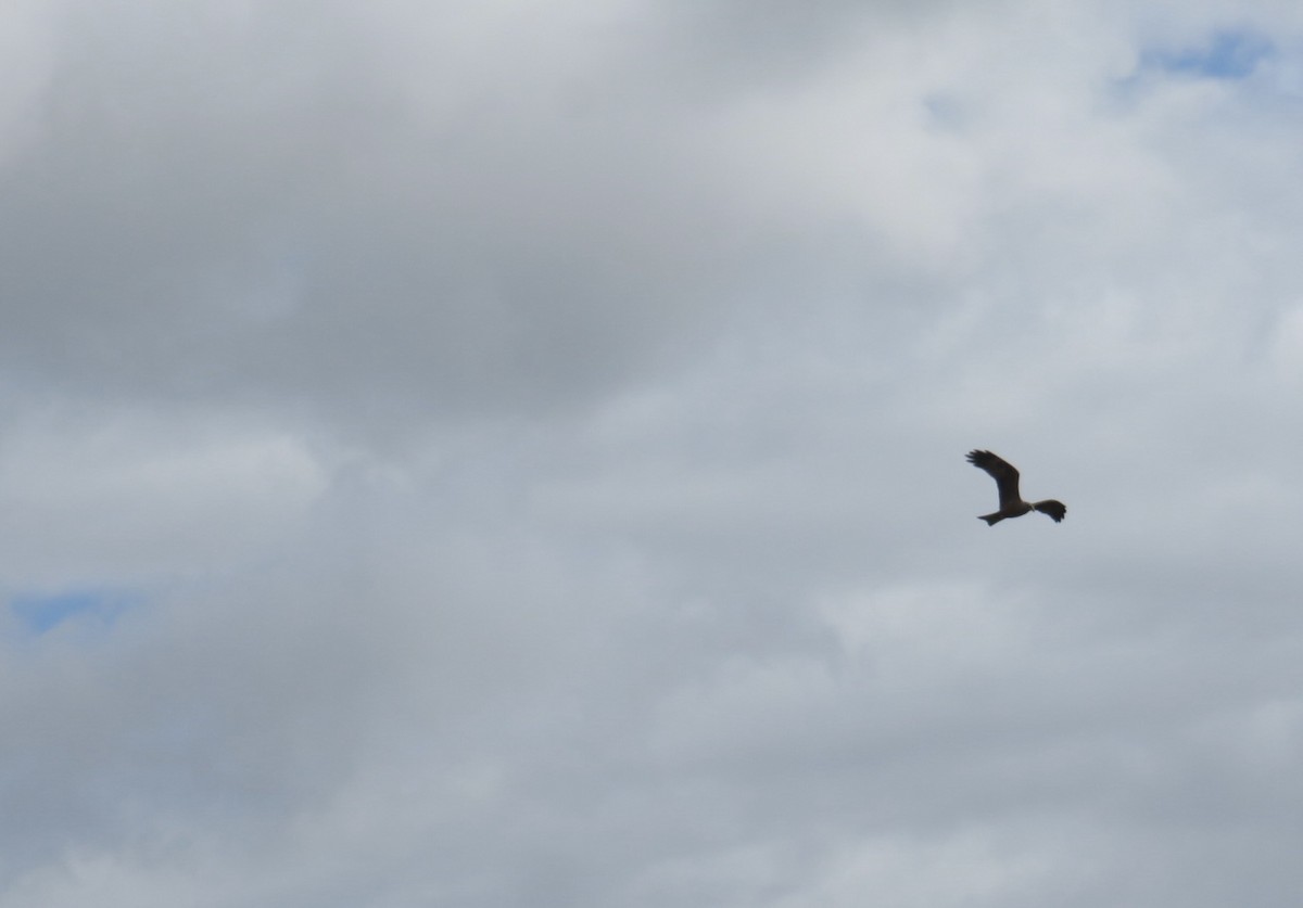 Black Kite - ML620477128