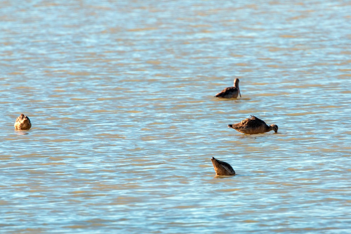 Long-billed Dowitcher - William Clark