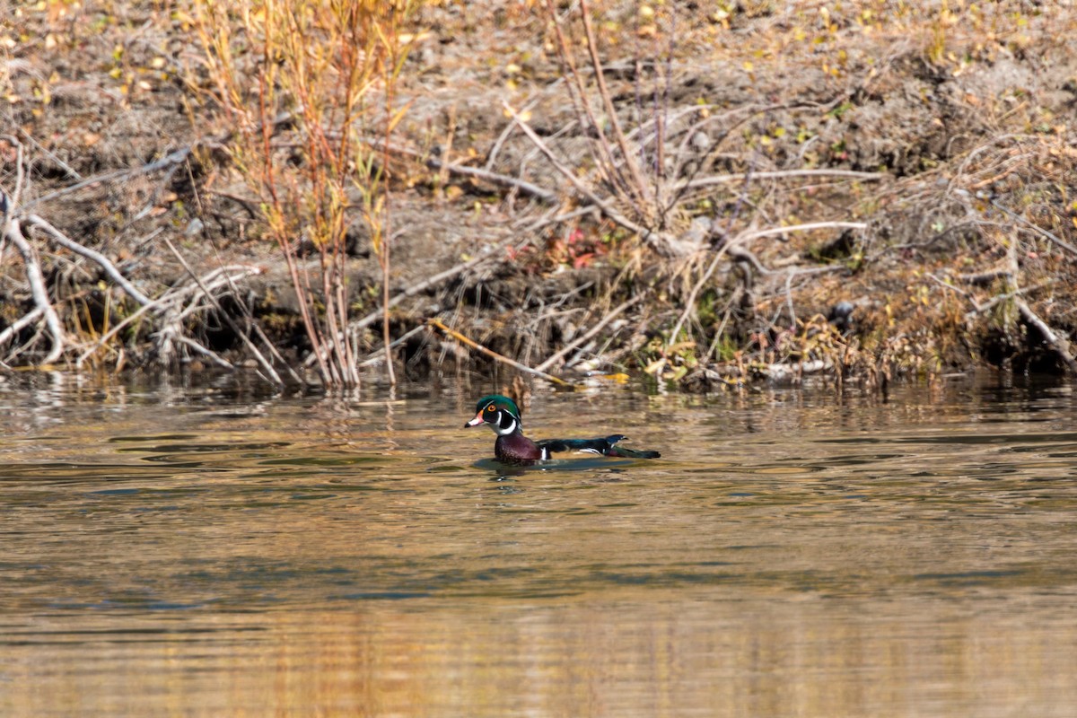 Wood Duck - ML620477133