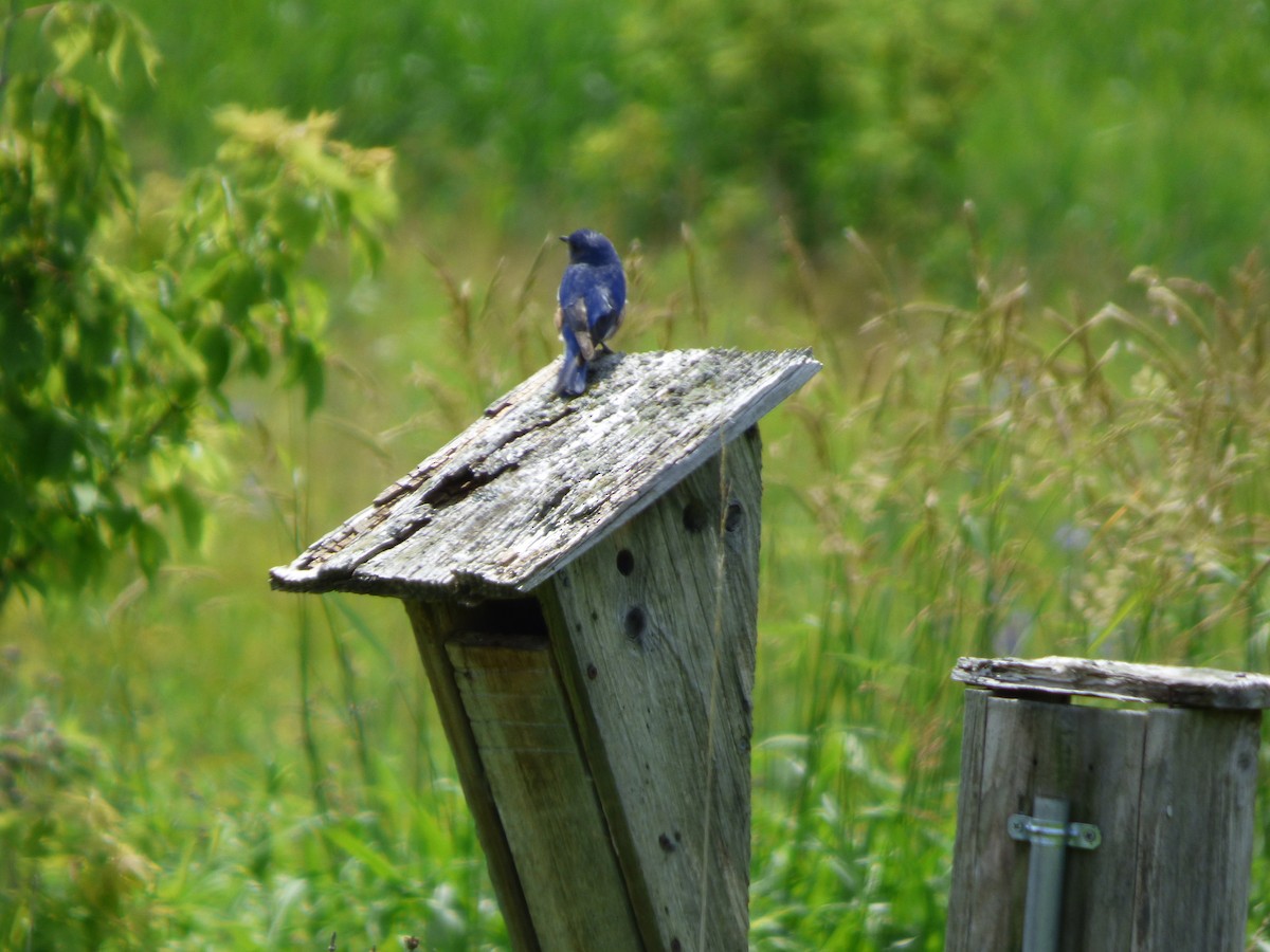 Eastern Bluebird - ML620477134