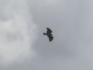 Common Buzzard - ML620477136