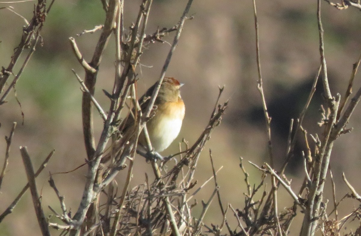 Chotoy Spinetail - ML620477140