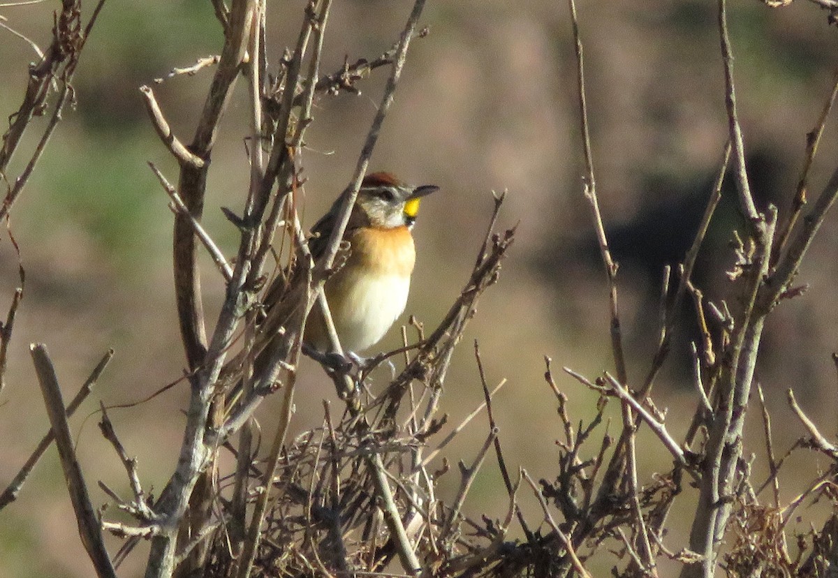 Chotoy Spinetail - ML620477141