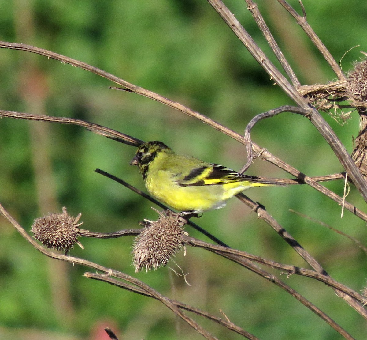 Hooded Siskin - diego catala