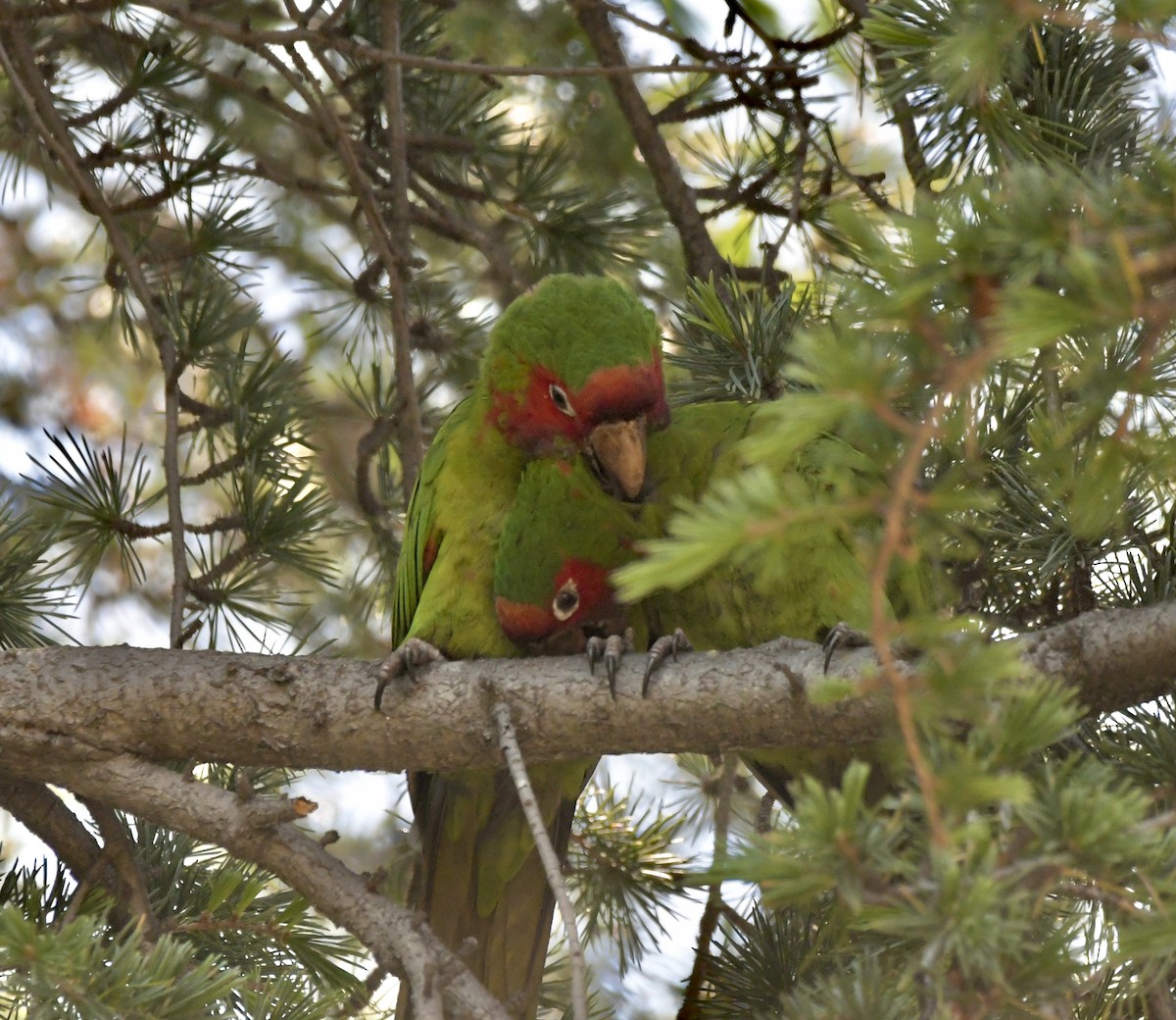 Aratinga Mitrada - ML620477144