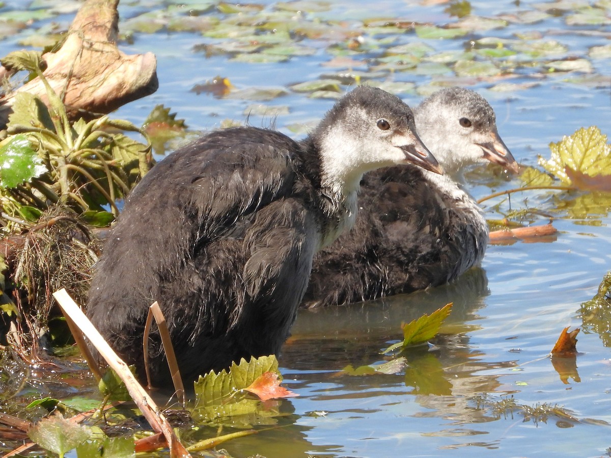 Eurasian Coot - ML620477147