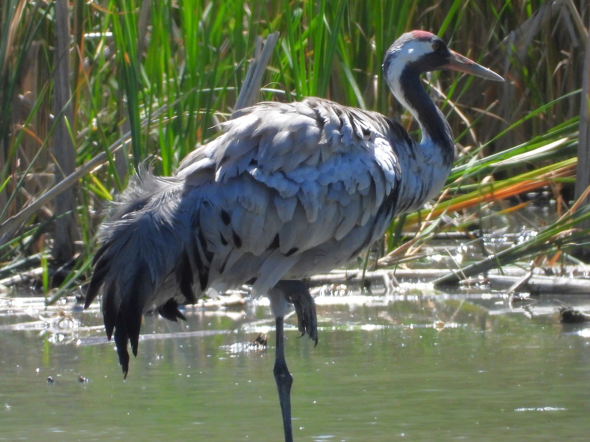 Common Crane - ML620477149