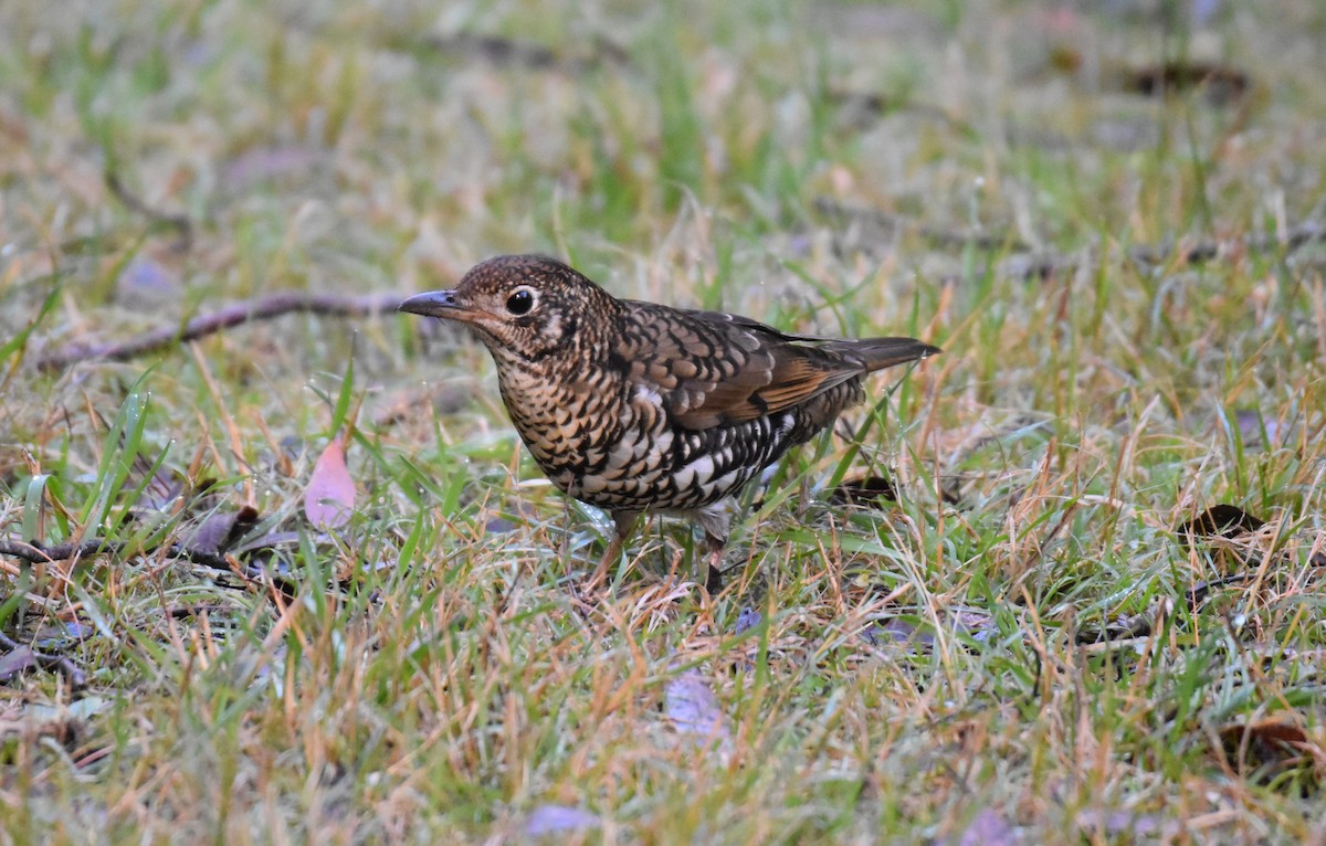 Bassian Thrush - ML620477152