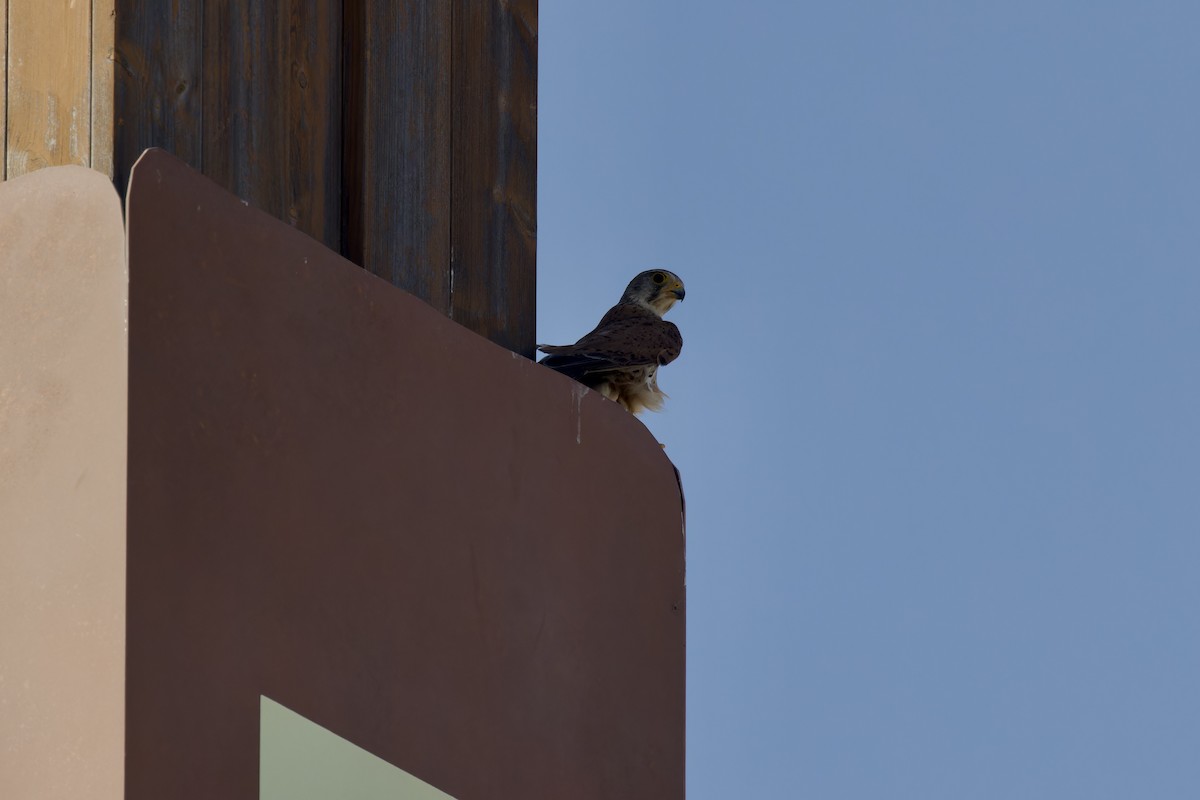 Eurasian Kestrel - Ted Burkett