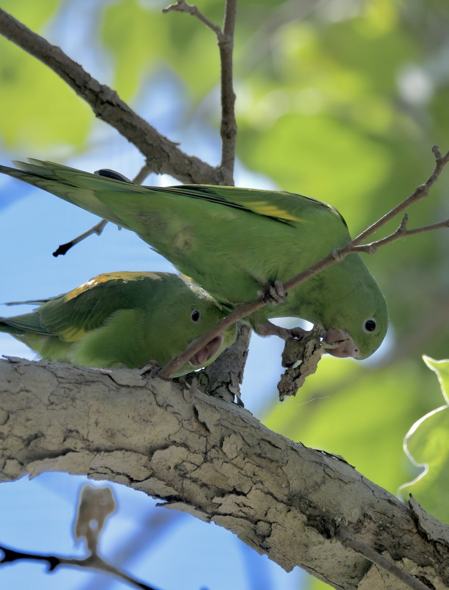 Yellow-chevroned Parakeet - ML620477156