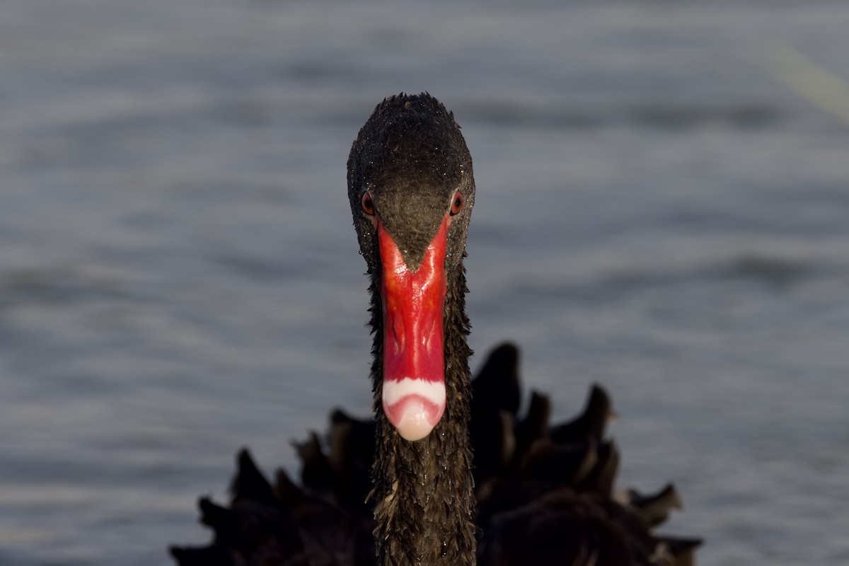 Black Swan - ML620477159
