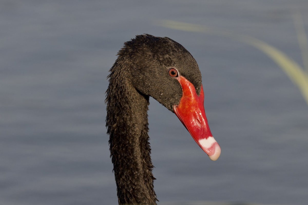 Black Swan - ML620477160