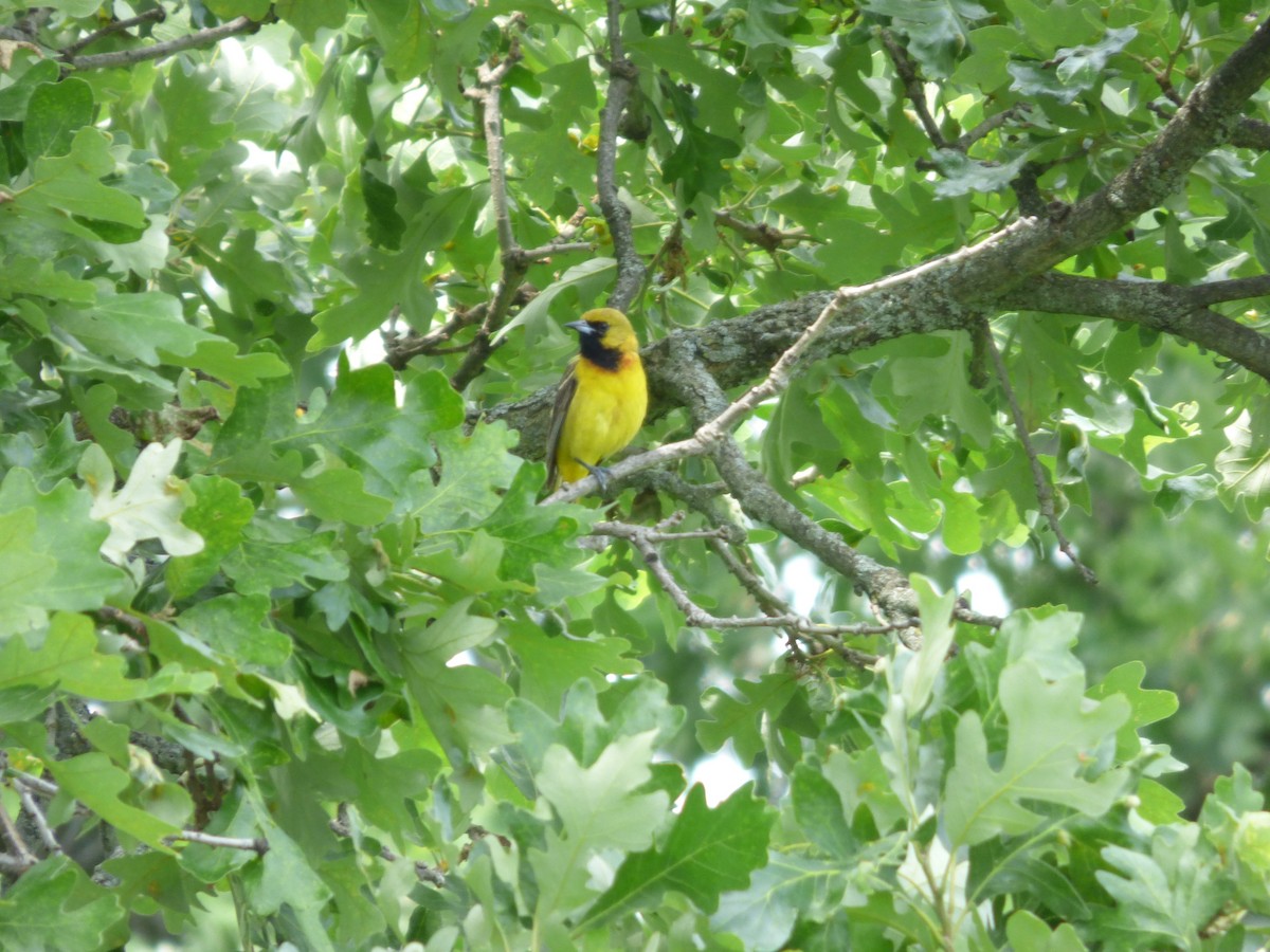 Orchard Oriole - ML620477161