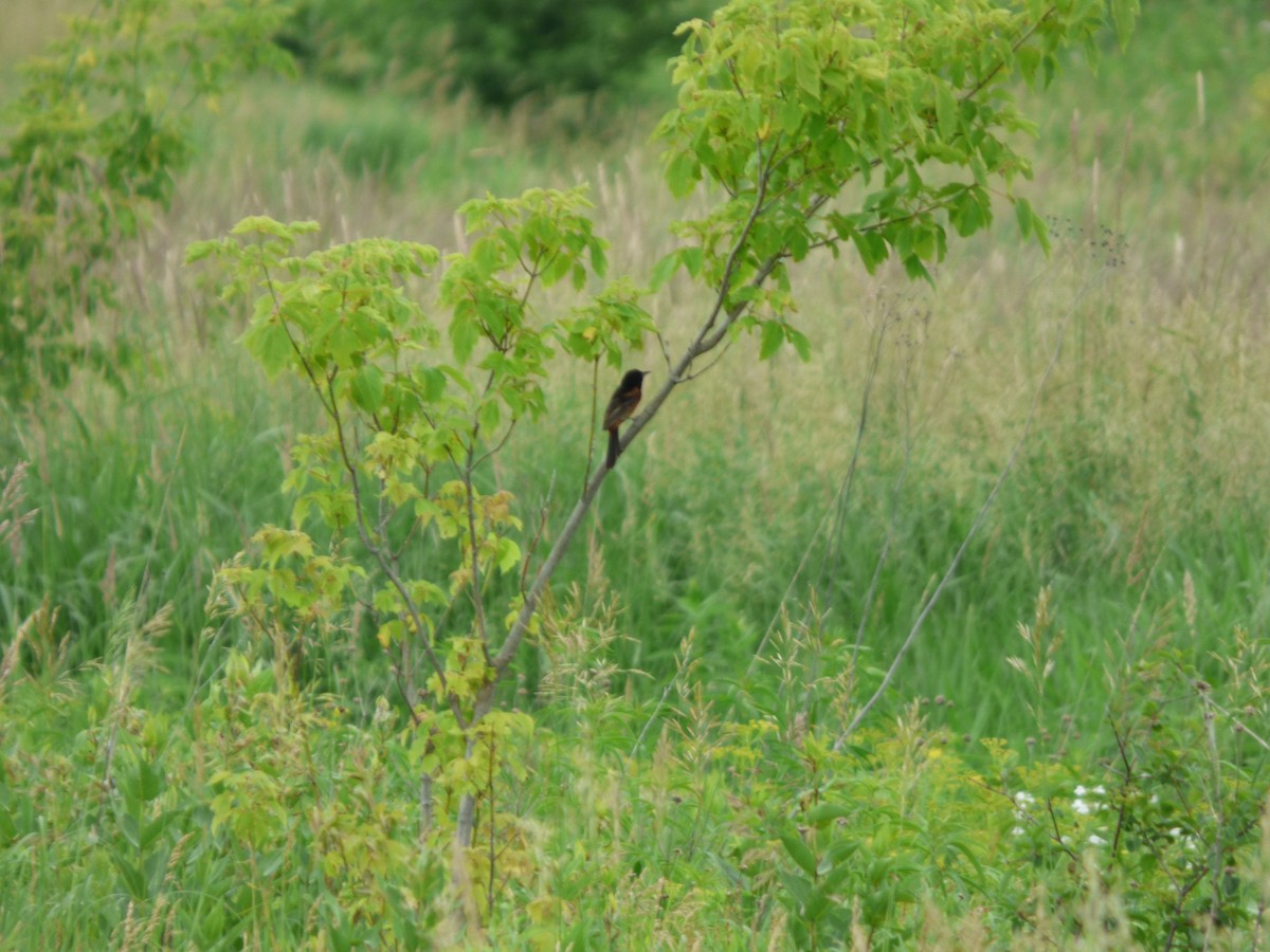 Orchard Oriole - ML620477162