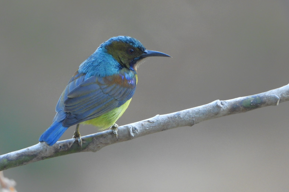 Brown-throated Sunbird - ML620477165