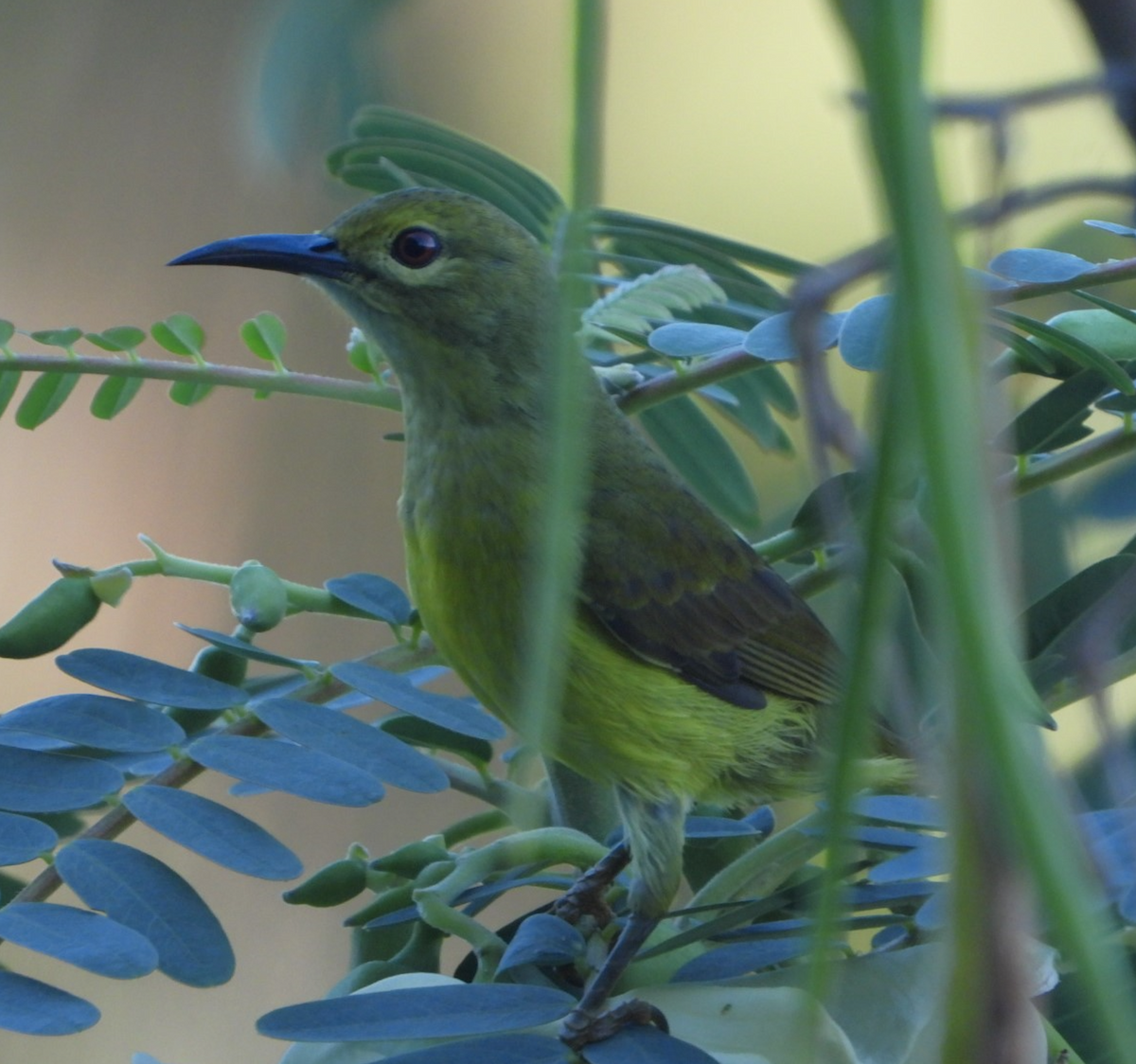 Brown-throated Sunbird - ML620477166