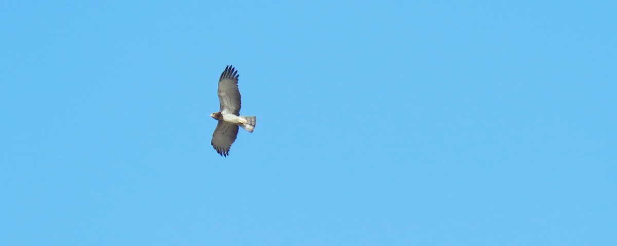 Short-toed Snake-Eagle - ML620477170