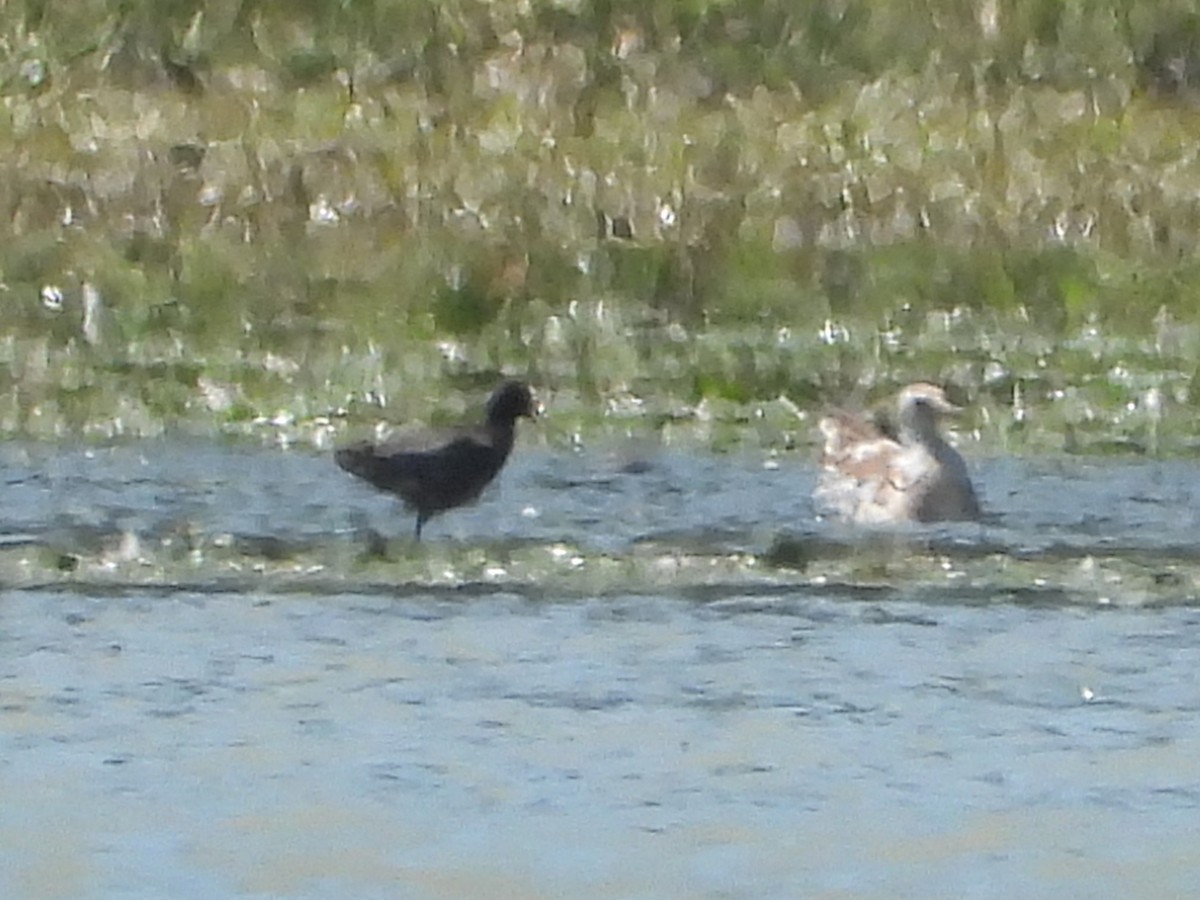 Spotted Redshank - ML620477174