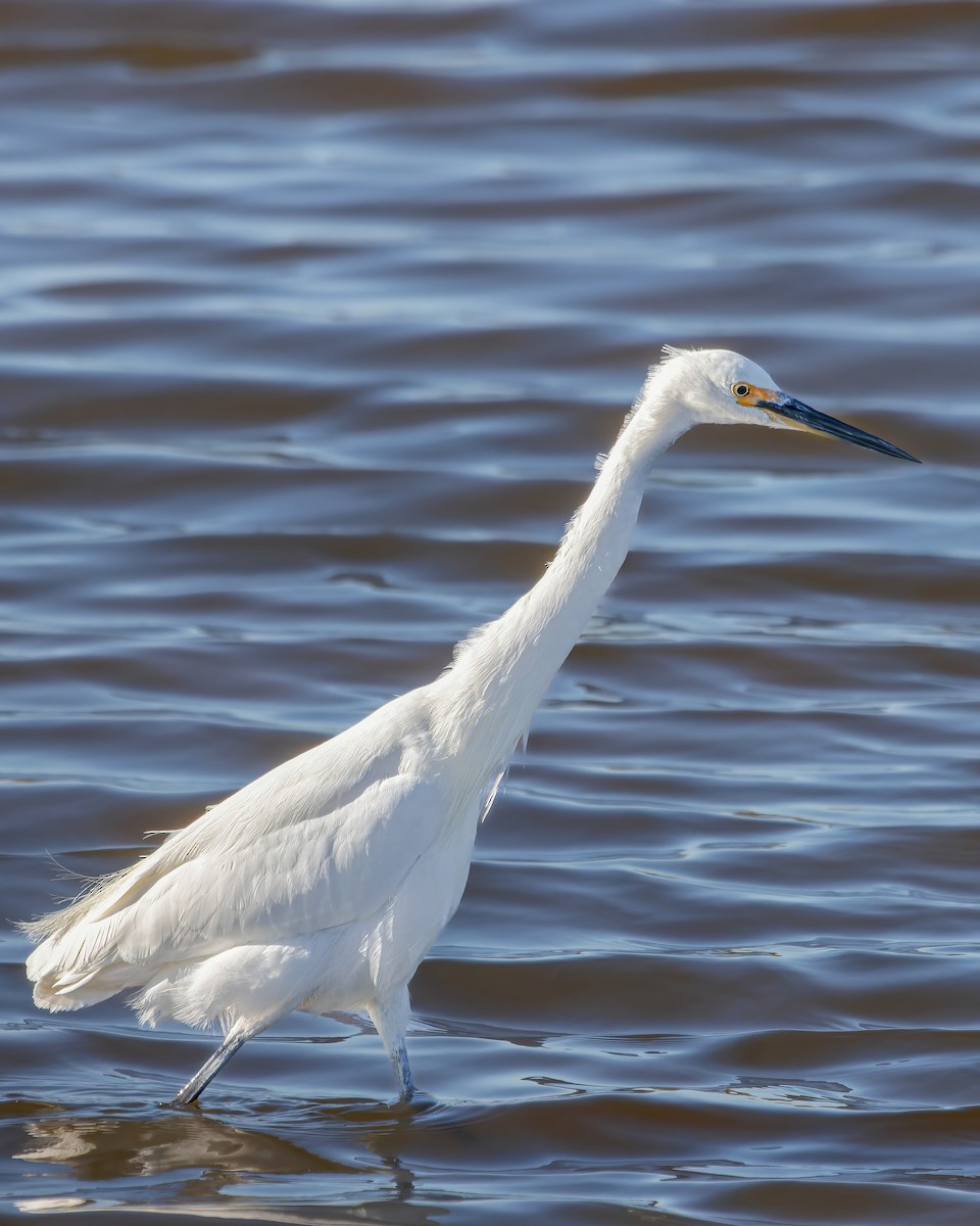 Little Egret - ML620477178