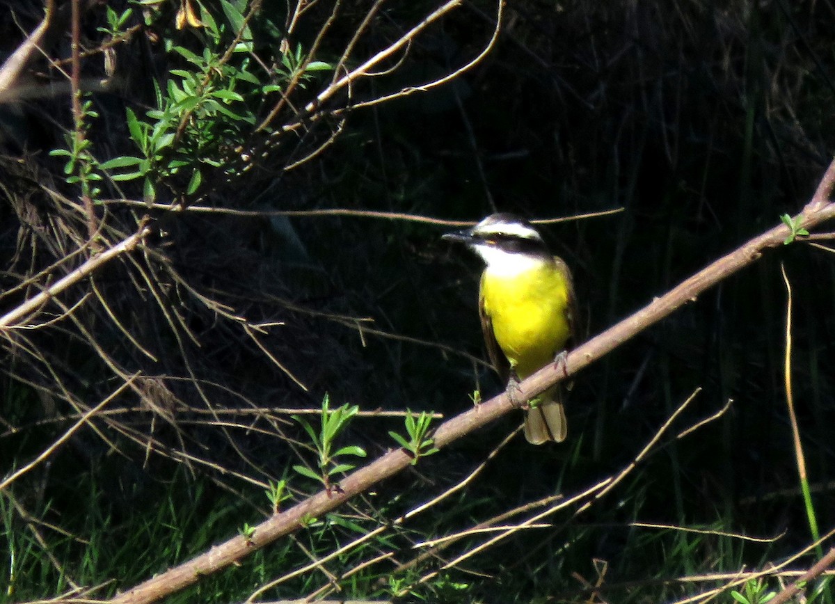 Great Kiskadee - ML620477180