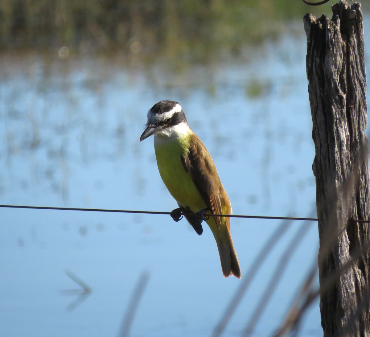 Great Kiskadee - ML620477181