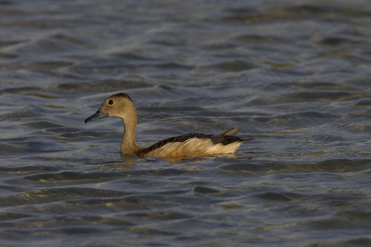 Dendrocygne siffleur - ML620477182