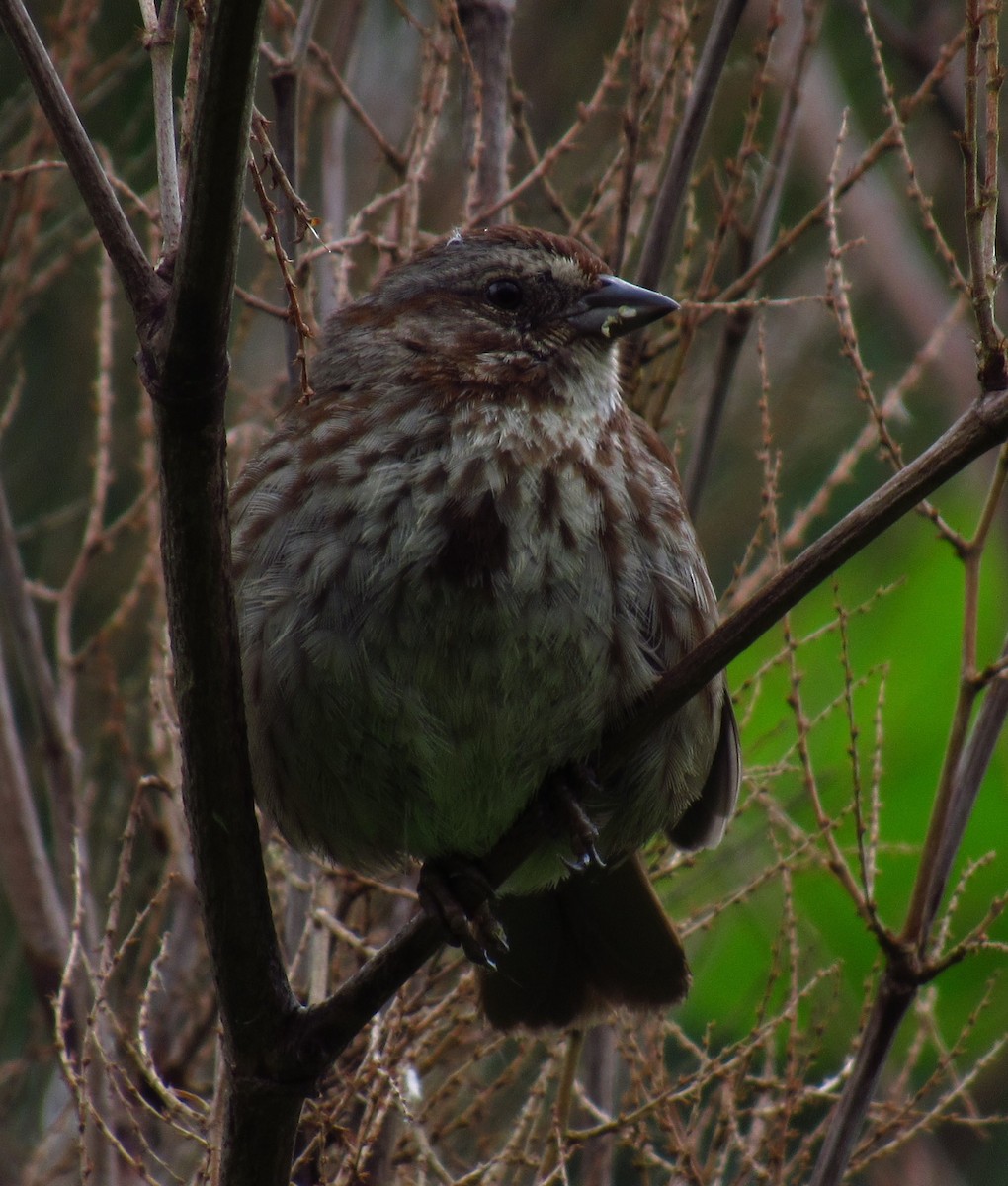 Song Sparrow - ML620477183