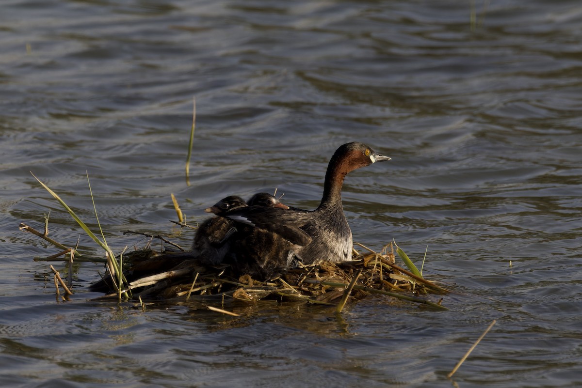 Little Grebe - ML620477186