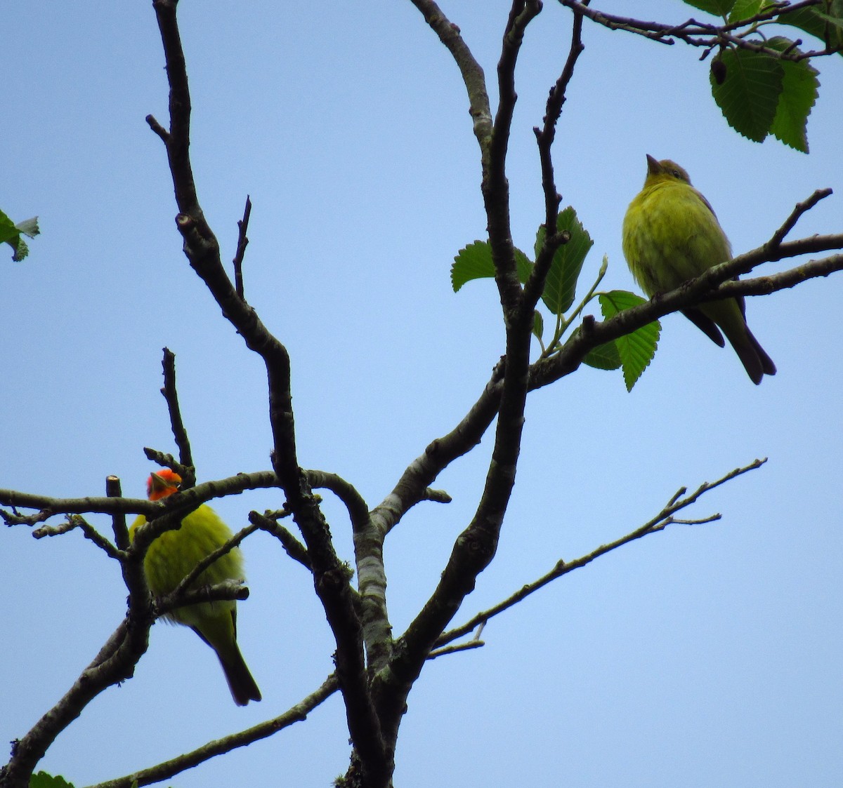 Western Tanager - ML620477189