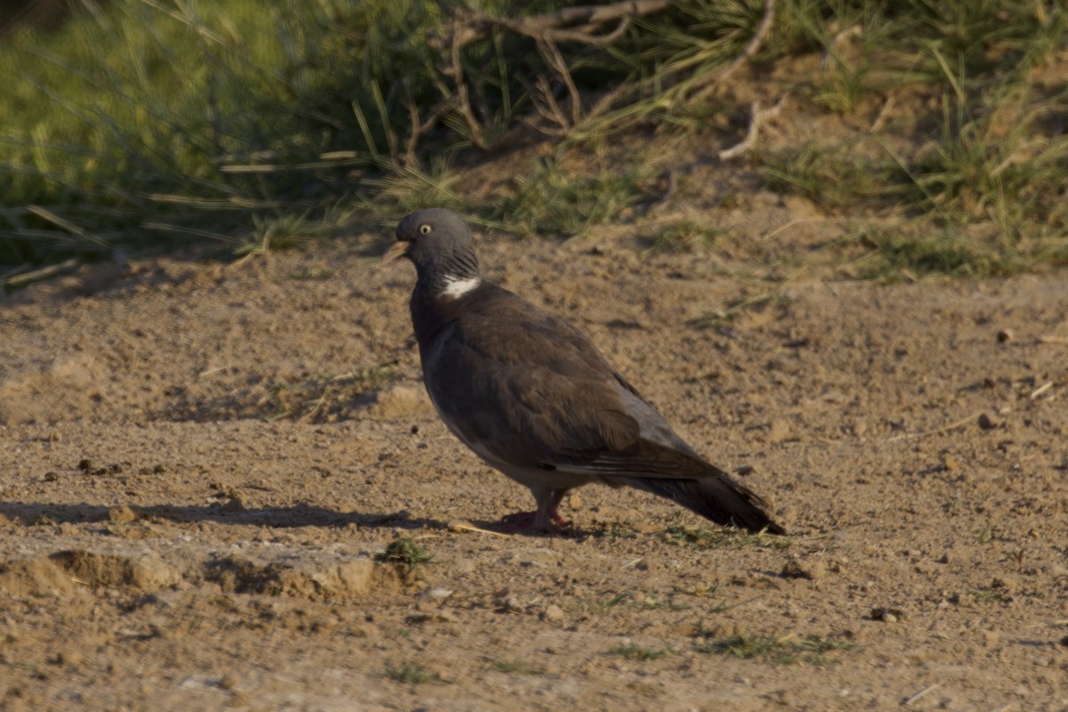 Pigeon ramier (groupe palumbus) - ML620477191