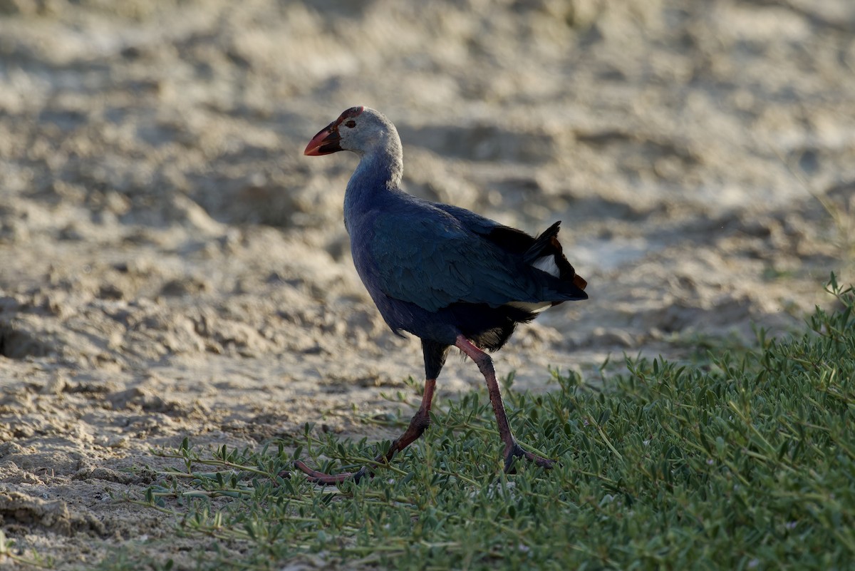 Gray-headed Swamphen - Ted Burkett