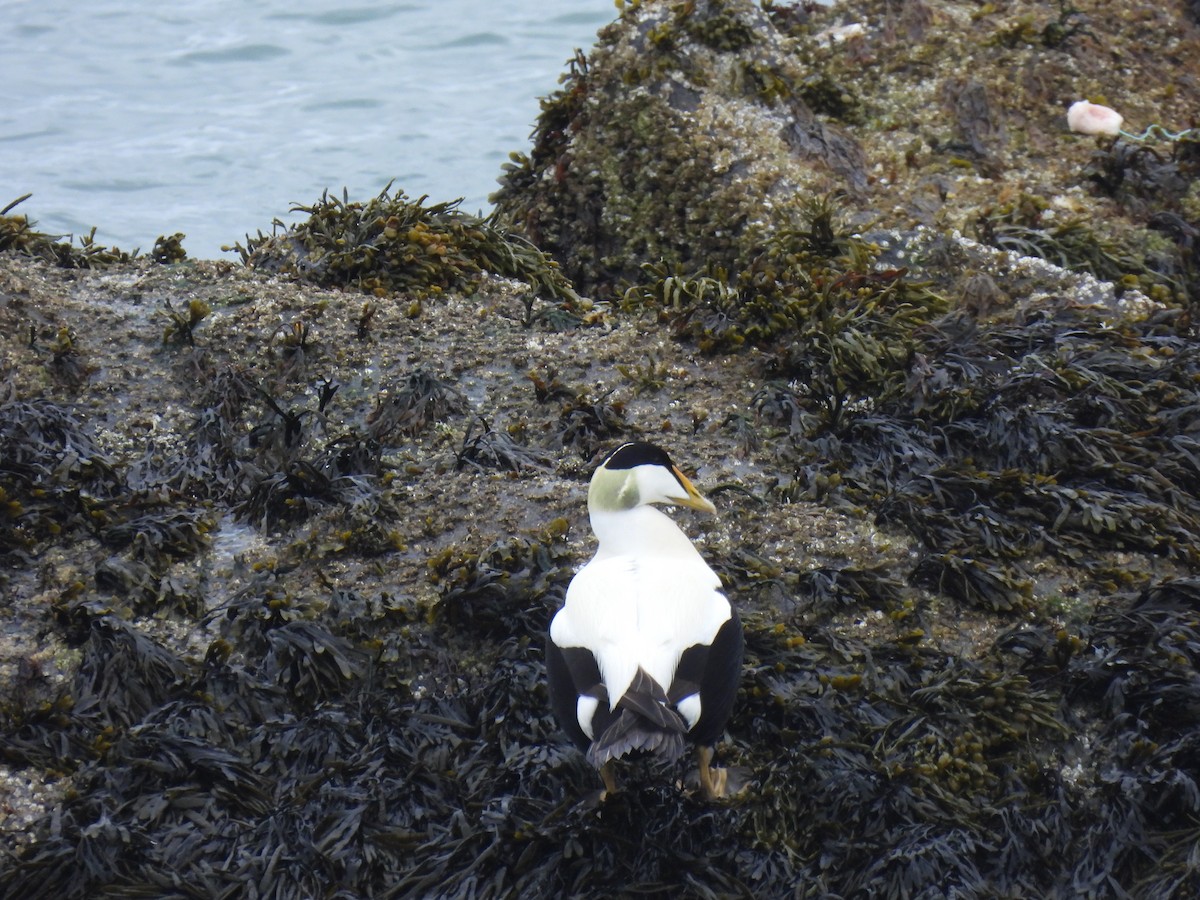 Eider arrunta - ML620477196