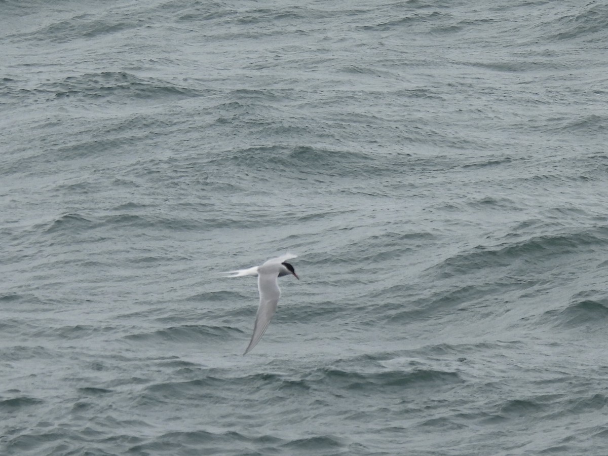 Arctic Tern - ML620477207