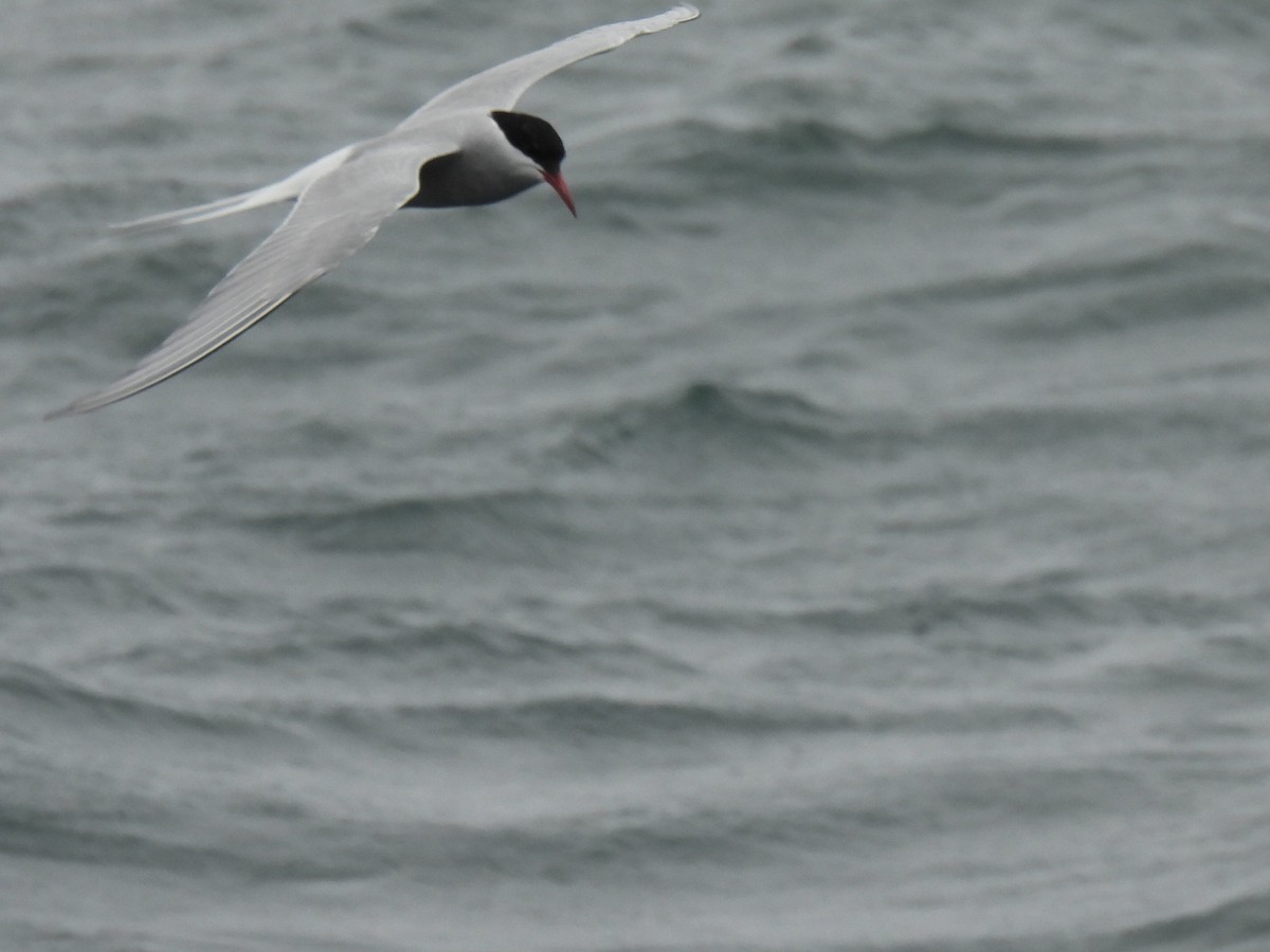 Arctic Tern - ML620477208