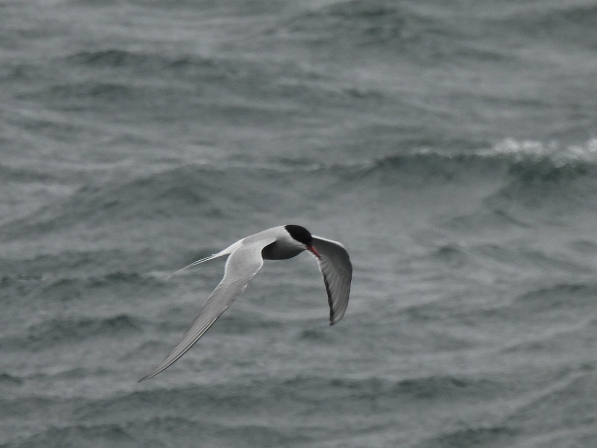 Arctic Tern - ML620477210