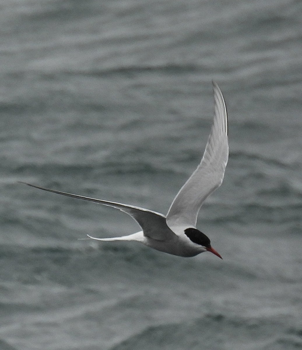 Arctic Tern - pierre geoffray