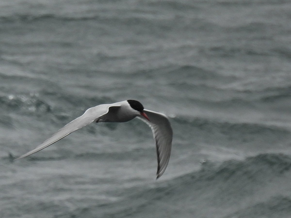 Arctic Tern - ML620477213
