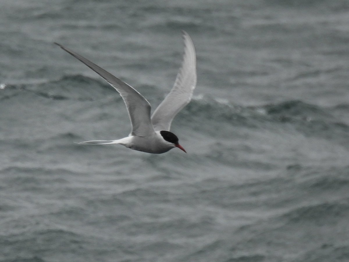 Arctic Tern - ML620477214